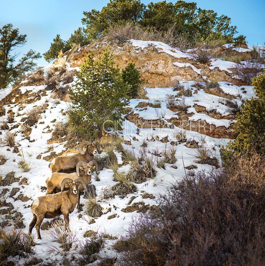 RAM MERGE GINNY HAUPERT PHOTOGRAPHYfb