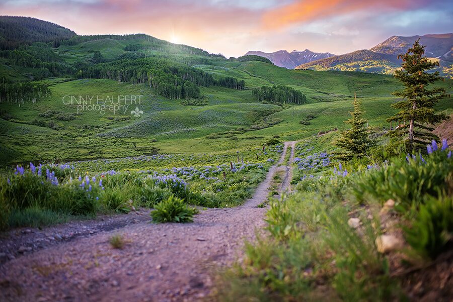 crested butte colorado, gunnison, wild flower capital ginny_haupert_photography_crested_butte